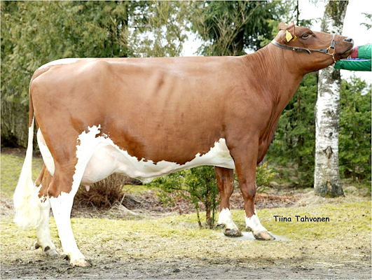 Helsøster til VR Uudin fra Sakari Oksanen