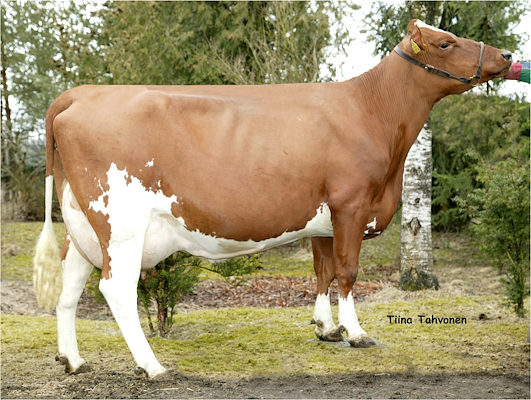 Helsøster til VR Uudin fra Sakari Oksanen