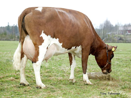 Mor til VR Ylpeys (2. kalvs) fra Paananen Kari, Keitele