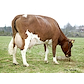 Heilimo, dam of Ylpeys after 2nd calving, owner Paananen Kari from Keitele.jpg