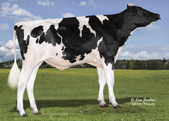 HML29384 Genosource Jefe-ET-1.jpg