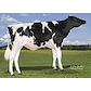 HML29384 Genosource Jefe-ET-1.jpg
