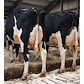 Holstein 24680-06595 og 23714-03202-2 - Sherrif.jpg