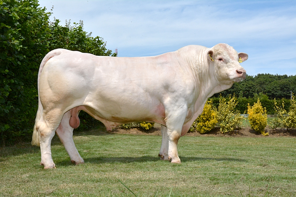 INDOU PP_FR3615364745_Classique 2017_HD 72123.jpg