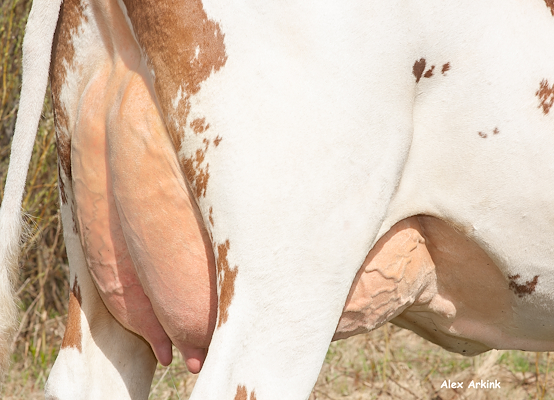 VR Rankin-datter (yver)