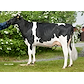 Lappalan Ladybird (Picanto) dam of VH Spectre owner Lappala Mty.jpg