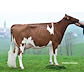 Leona PP Dam of Mercurio.jpg