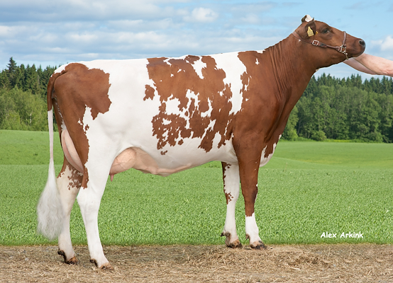 Vr Niki-datter fra Annamari og Tuomo Torttila