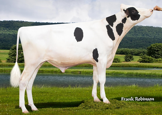 Milderton_Stantons Modst 10.19.2017 Bull Image.jpg