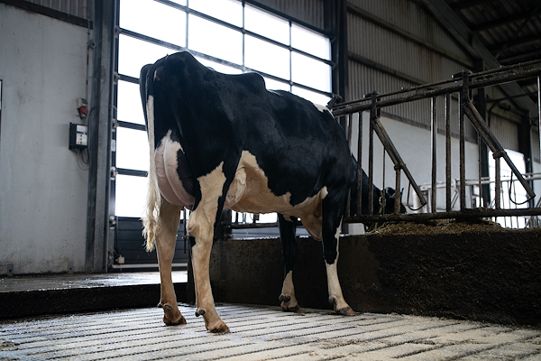 Mor til VH Gilmore fra Mads Stokholm, Ribe