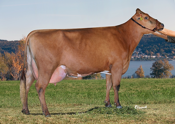 R Haslev-datter fra Juby Gård AB Askeby Linghem