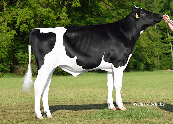 Stick PP (Starr P) 265700.jpg