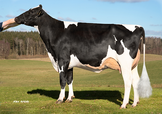 Tirsvad Matty Cheyenne P mor til VH KodiakP