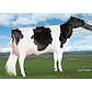 uploads_sperma_mutterfotos_576756_127410_original_hfs17028end_roadprofit2203_et.jpg