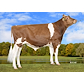 uploads_sperma_stierfotos_2021830_125000_original_maskred_823286_stamkos_1.73778.jpg