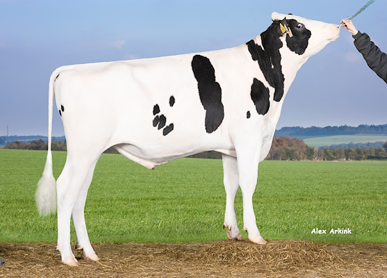 VH Alfons P (Adiago P).jpg