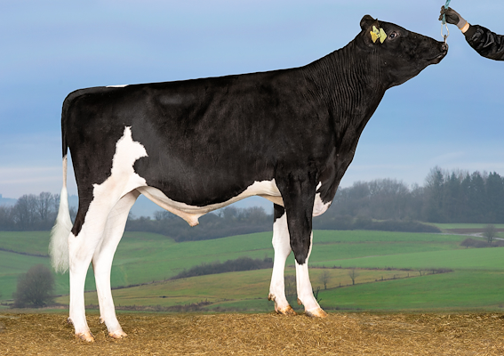 VH Alibaba (VH Aladdin).jpg