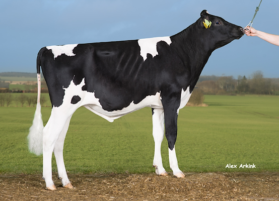 VH Amazing (Abel) 258924.jpg