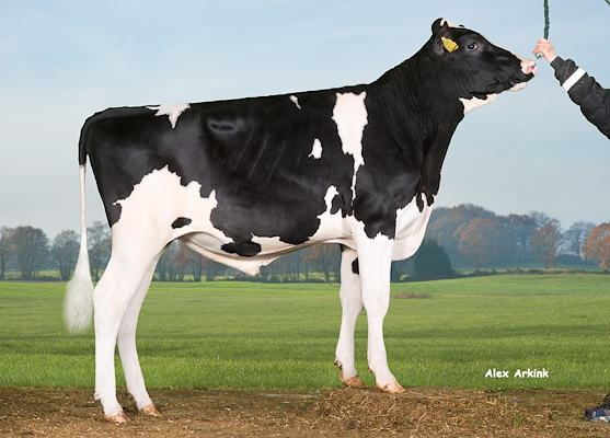 VH Appeal (Aragon).jpg