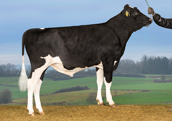 VH Aukusti (VH Aladdin).jpg