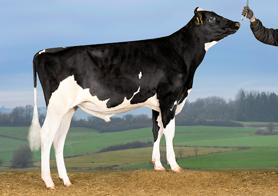 VH Avalon (VH Aladdin).jpg