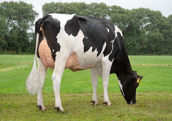 VH Baboon datter fra Damsted I/S, Videbæk