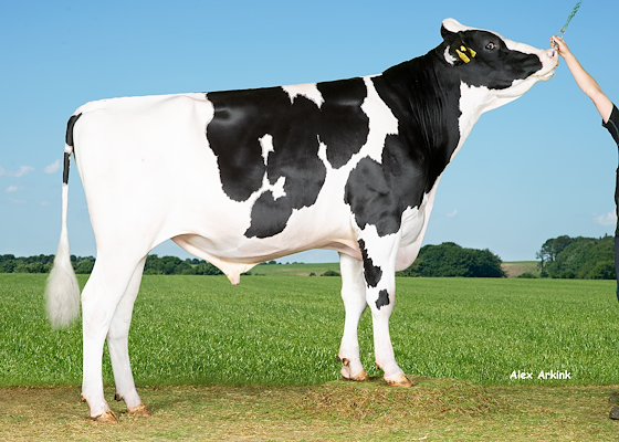 VH Baboon ET (Benz) 260656.jpg