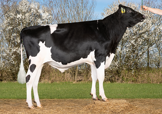 VH Baford (VH Barista) 261665.jpg