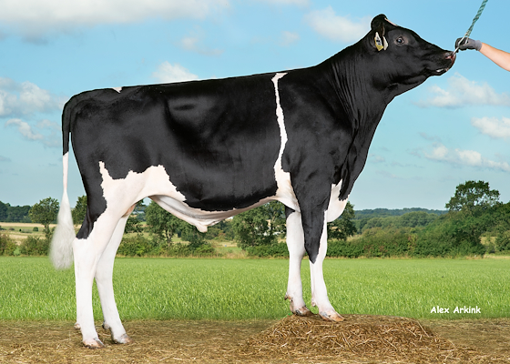 VH Bambari (VH Bronski).jpg