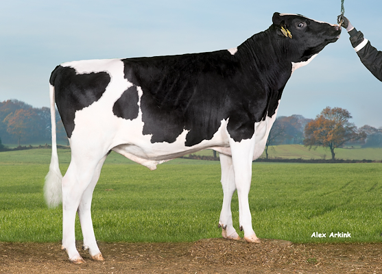 VH Bashful (VH Bionic).jpg