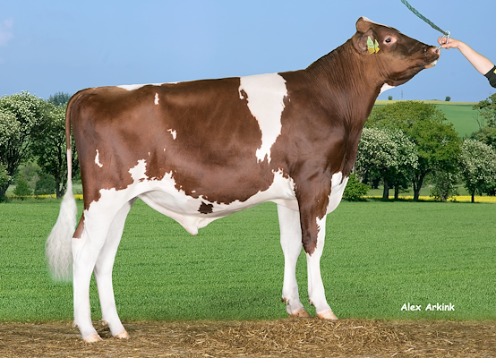 VH BassRed no 258308 (Bolt RC).jpg