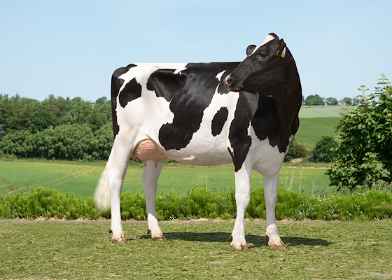 VH Belland datter fra Morten Jørgensen, Kjellerup