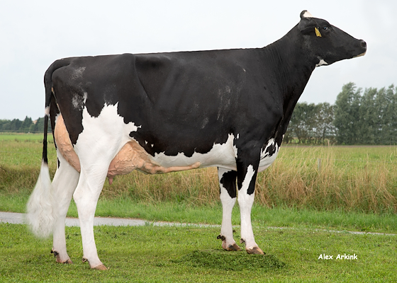 VH Bernell-datter fra I/S Midtgård Holsteins, Ribe