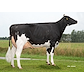 VH Bernell datter fra IS Midtgård Holsteins_Ribe.jpg