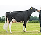 VH Bernell full sister no 32338-1524 (Bube) from Allan Kjær Simonsen, Storvorde.jpg