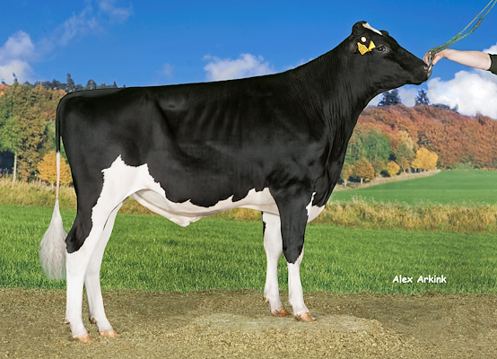 VH Bernell no 257379 (Bube),.jpg
