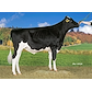 VH Bernell no 257379 (Bube),.jpg