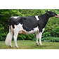 VH Bestboy dam no 33723-6654 (Mercedes) from Anderstrup Holstein_Skørping.jpg