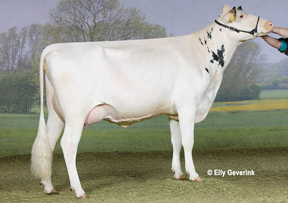 VH Bismark-datter fra Allan Kjær Simonsen, Storvorde