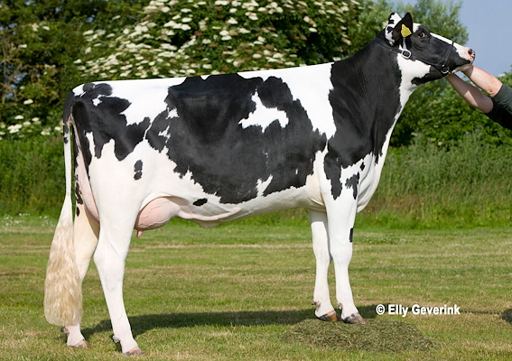 VH Bismark-datter fra Jens Ramsgaard Munk, Vodskov