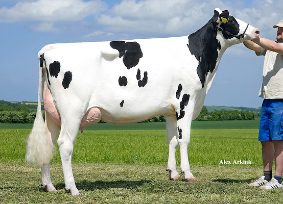 VH Bismark-datter fra Anderstrup Holstein I/S, Skørping