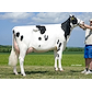 VH Bismark daughter 33723-4983 (Lisetta) from Anderstrup Holstein, Denmark.jpg