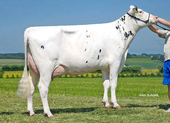 VH Bismark-datter fra Anderstrup Holstein I/S,Skørping