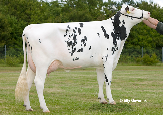 VH Bismark-datter fra Keld Ågård Mathiasen, Løkken