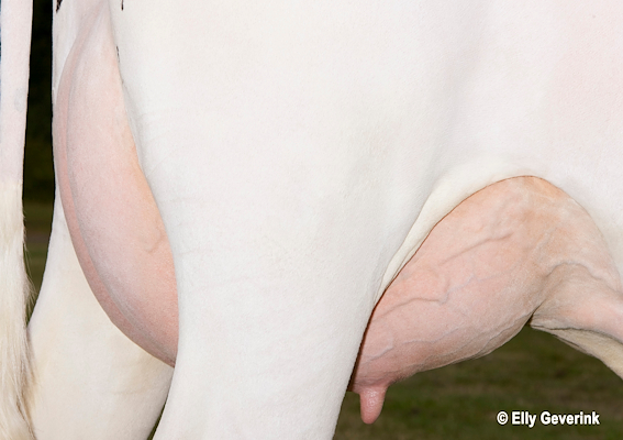 VH Bismark-datter (yver) fra Keld Ågård Mathiasen, Løkken