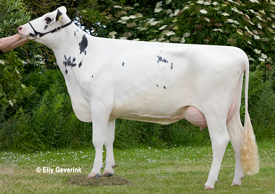 VH Bismark-datter fra Grydebæk, Østervrå