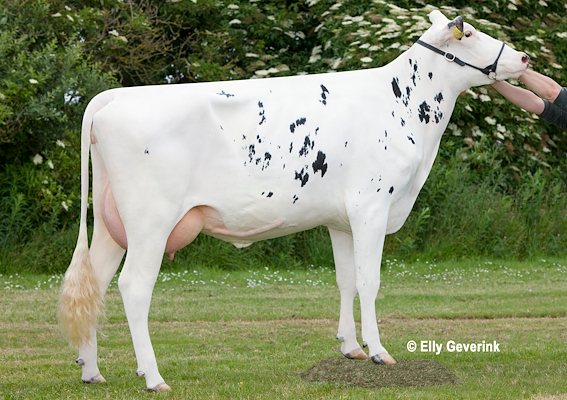 VH Bismark-datter fra Ove Nielsen, Nørre Nebel