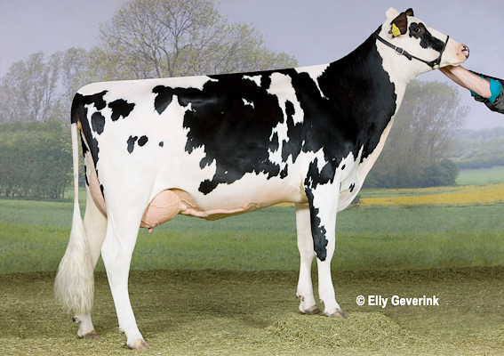 VH Bismark-datter fra Anders Damgaard Laugesen, Aulum