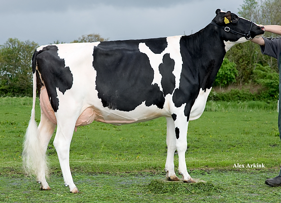 VH Bismark-datter fra Allan Kjær Simonsen, Storvorde