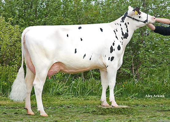 VH Bismark-datter fra Tronsmark Holstein, Bindslev